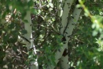 Whitethorn Ceanothus 