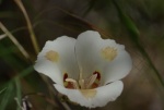 Butterfly Mariposa Lily