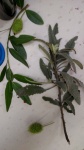 California Bay, Yerba Santa and Wild Cucumber pod.jpg
