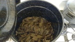 Cooking Yerba Santa for steam .jpg