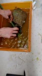 Yucca processing.jpg