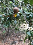 Live Oak gall