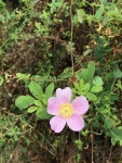 Wild Rose