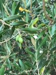 "Padre Olive" Tree