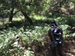 Giant Chain Fern grotto