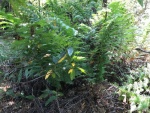 Giant Chain Fern