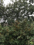 "Padre Pear" Tree and Coffeeberry