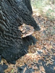 Shelf Fungus on California Bay