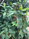 Coffeeberry