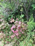 Poison Oak