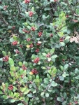 Lemonade Berry
