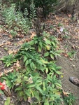 Hummingbird Sage