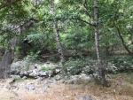 White Alder "Alamillo"