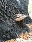 Shelf Fungus on California Bay