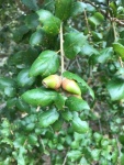 Live Oak acorns