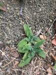 Hummingbird Sage