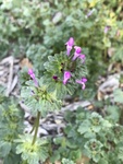 IMG_0336.JPG
