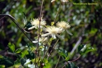 DSC08079 copy.jpg