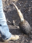 Yucca heart