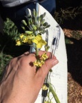 Broccoli flowers.jpg
